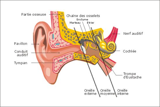 Fig. 11 - L'Oreille